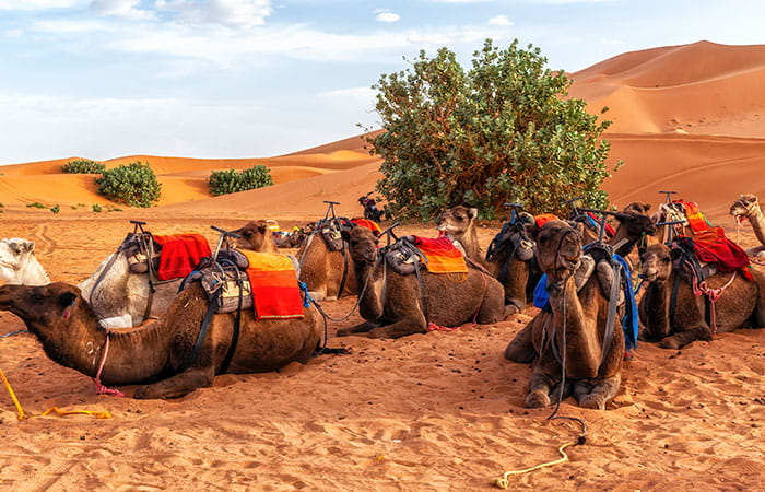 Des chameaux posés dans le désert