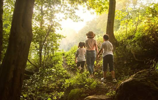 Famille marchant dans une forêt ensoleillée
