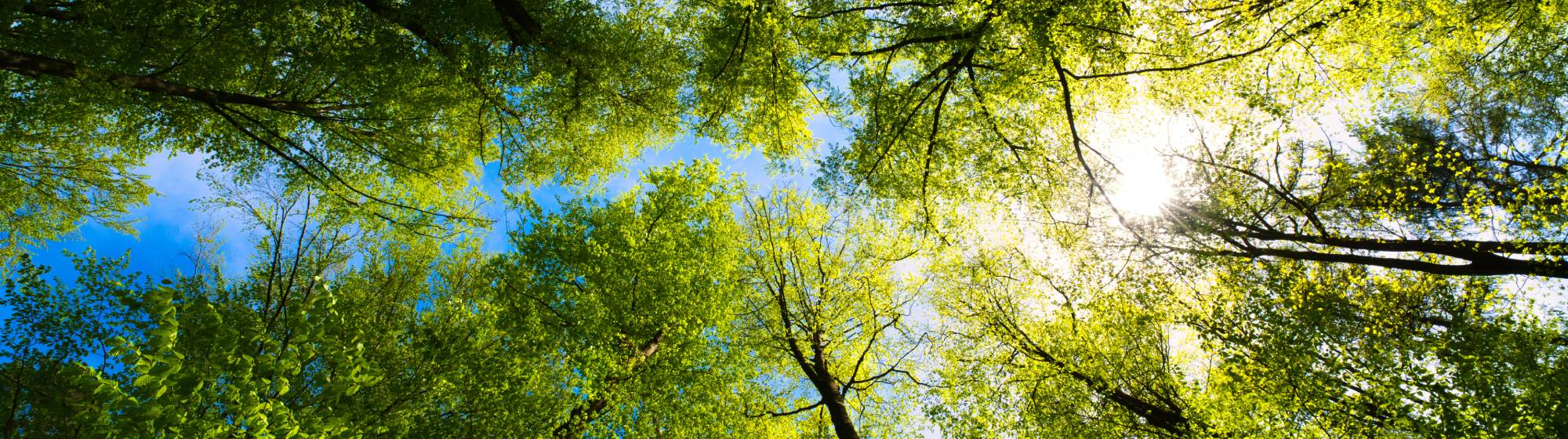 vue panoramique d'une forêt