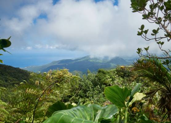 la forêt en Guadeloupe