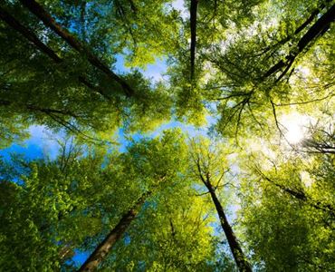 vue panoramique d'une forêt