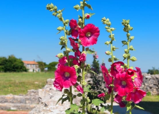 Des fleurs roses