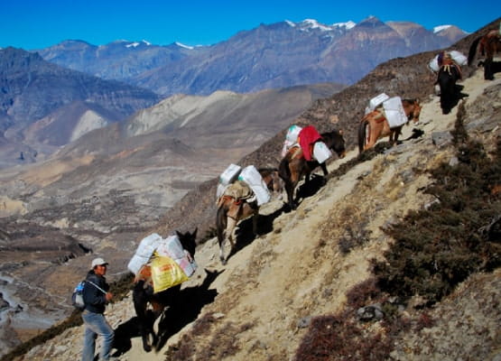 Des ânes chargés escaladent la montagne