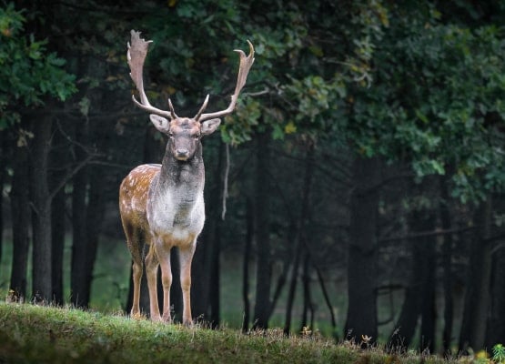 Un cerf dans une forêt