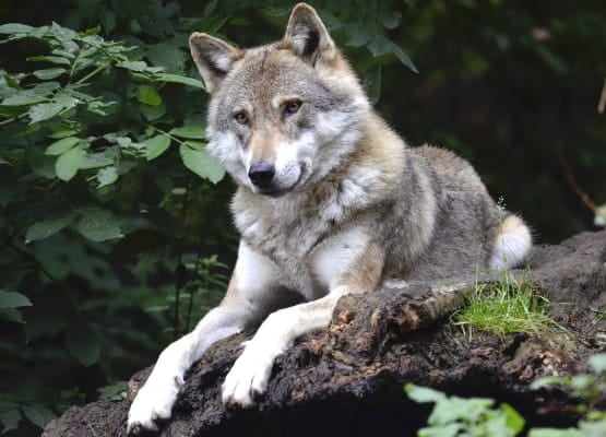 Un loup sur une branche d'arbre