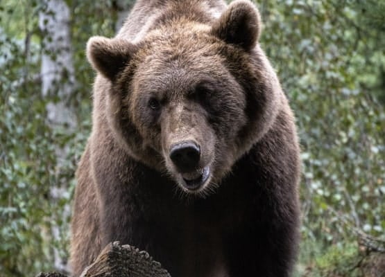 un ours dans la forêt