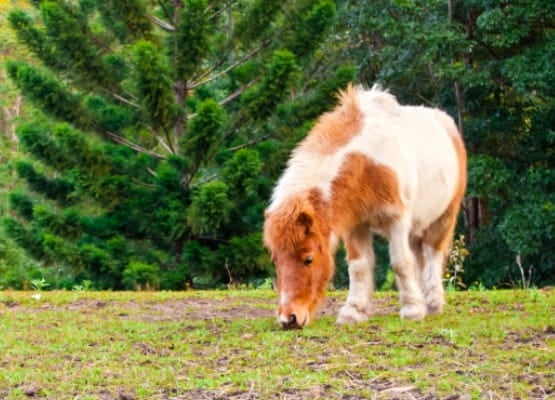 Un poney sauvage