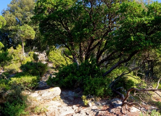 Un arbre en montagne