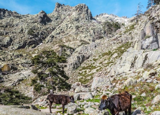 Des vaches en montagne