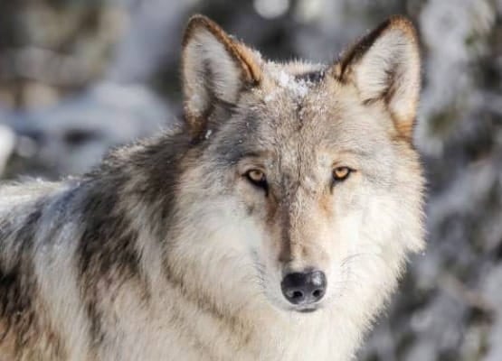 Un loup