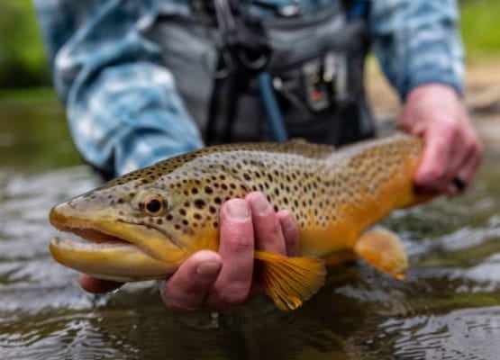 Un gros poisson dans les mains d'un pêcheur