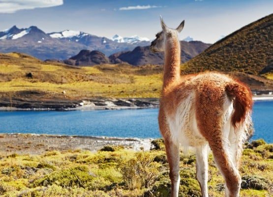 Un lama au chili