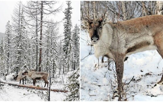 Des images de cerfs dans la naige.