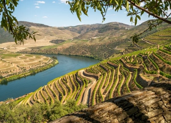 Les vignes en terrasses typiques de la région