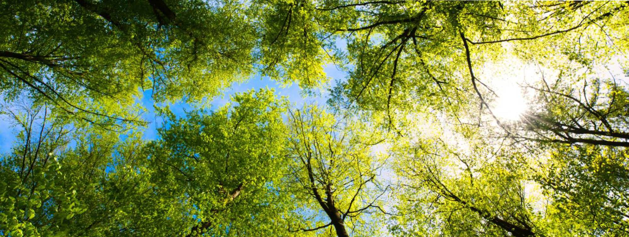 Une balde au milieu des sapins