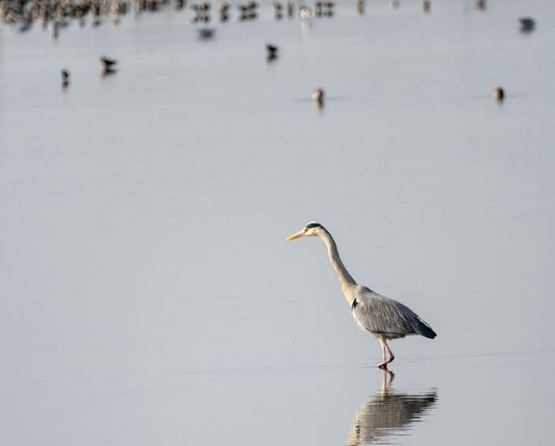 un animal sur la rivière