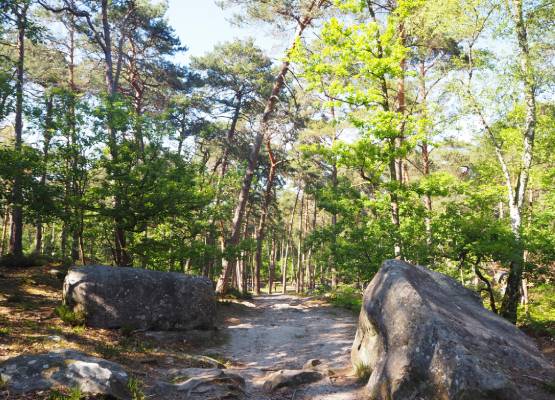 un sentier en forêt avec des gros rochers