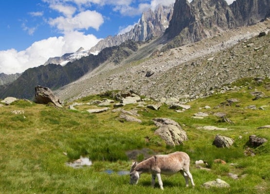 Un âne qui se balade au milieu des montagnes