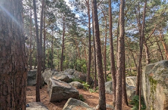 Image de la forêt de Fontainebleau. 