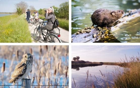 Diverses photos illustrant les espèces présentes dans ce marais.