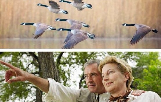 Diverses photos illustrant les oiseaux présents dans le marais avec les promeneurs.