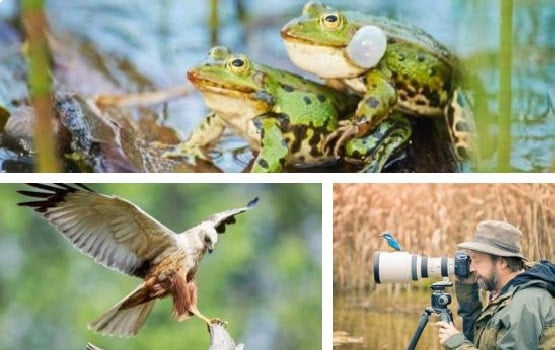 Image illustrant les oiseaux et grenouilles dans le marais.
