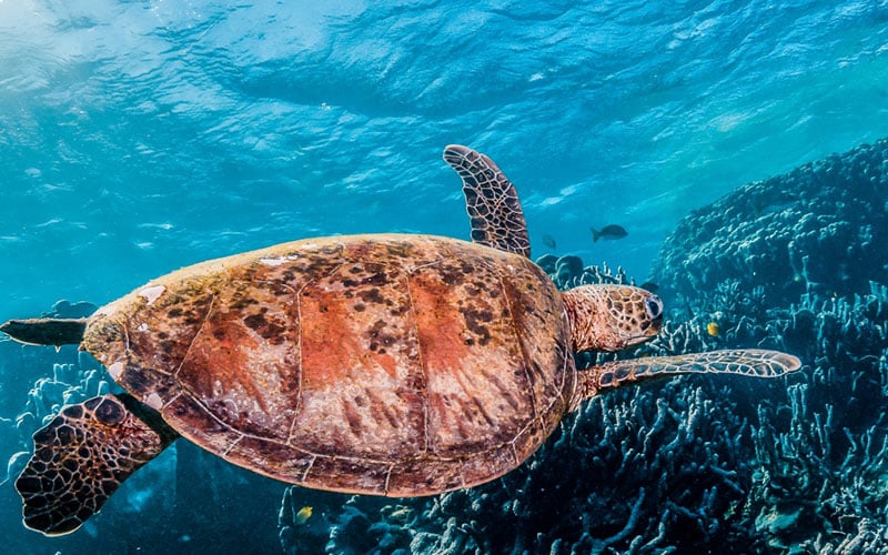 Une tortue nage dans l'océan