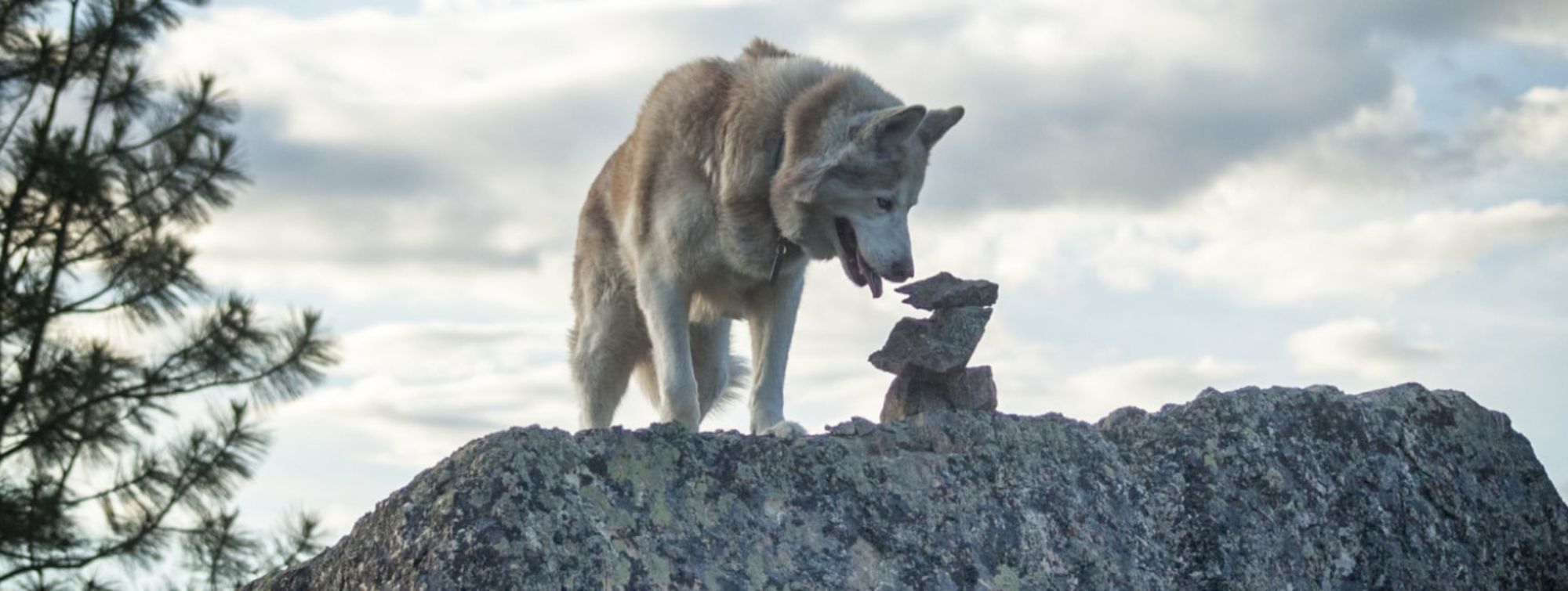 Un loup sur des rochers