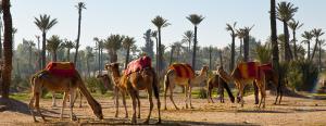 Maroc - Marrakech-chameaux