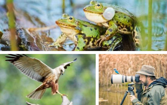 Photo montage illustrant un  photographe admirant les oiseaux migrateurs et des grenouilles. 